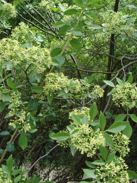 Ptelea trifoliata P2A